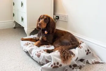 Dog-friendly B&B rooms