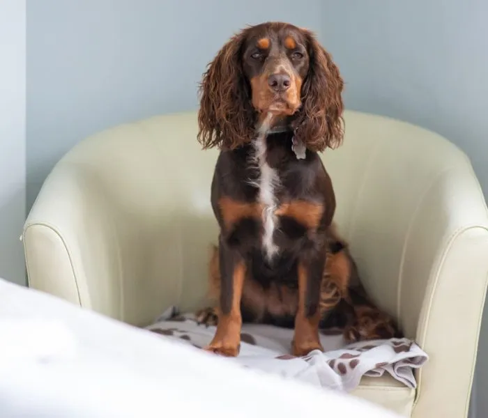 Dog-friendly B&B Keswick
