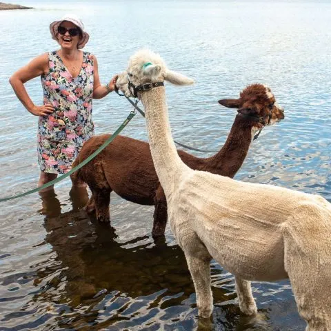 Lingholm Alpacas in Portinscale