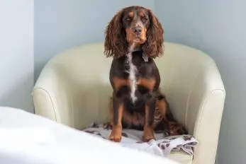 Dog-friendly B&B Keswick Dog-friendly B&B Keswick