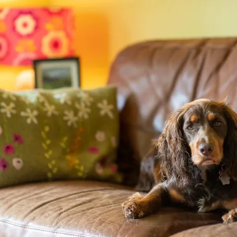 Peppa lying on sofa