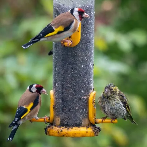Birdwatching in Portinscale