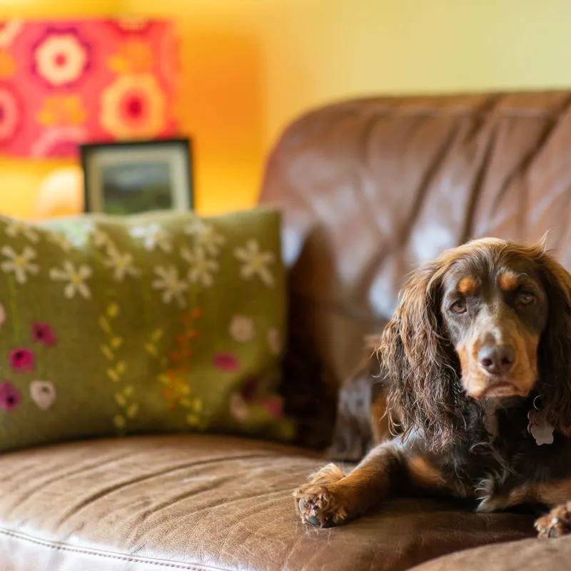 Peppa lying on sofa