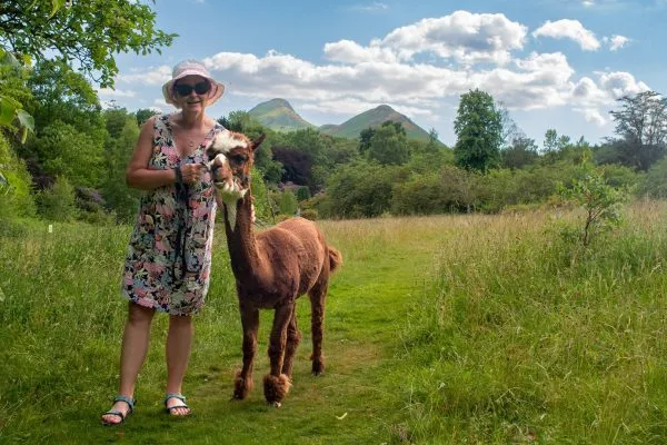 Lingholm Alpacas near Catbells
