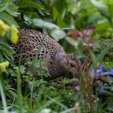 Pheasant in the garden