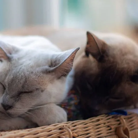 Cats at The Mount