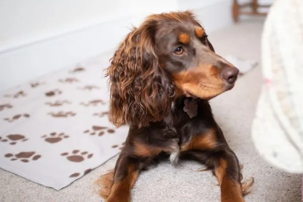 The Mount is a dog-friendly B&B near Keswick