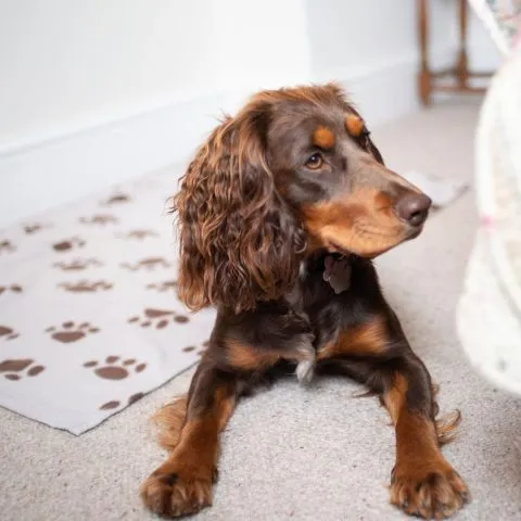 The Mount is a dog-friendly B&B near Keswick