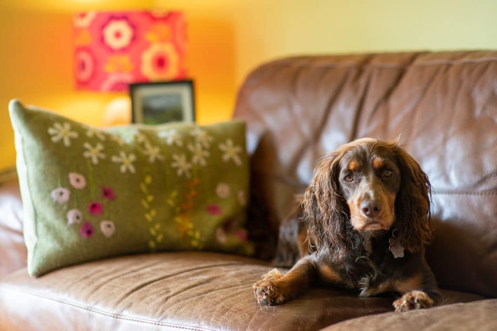 Peppa lying on sofa